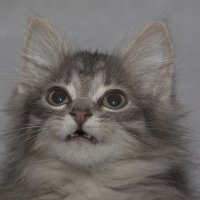 Портрет моего котенка :: Александр Аксёнов