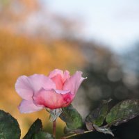 Королевская роза :: Зоя Высоткова