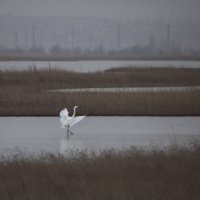 Танец на воде :: Вера Бережная 