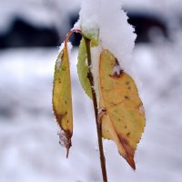 под снегом * :: Елизавета Смирнова