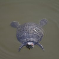 Бродячая черепаха. :: Наталья Довбыш