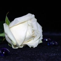 белая роза :: Мария Данилейчук