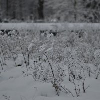Снег :: Андрей Зайцев