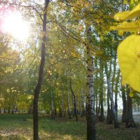 Осень... желтеющий лист на березе, прекрасная сказка лесов... :: Елена 