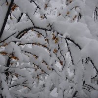 Кустик под снегом :: Снежанна 