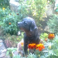 статуя собаки :: Дарья Неживая