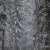 Зима :: Андрей Зайцев