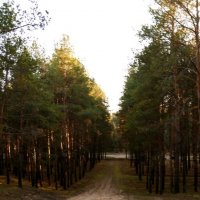 Дорога в лесу :: Максим Цыбак