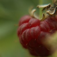 сладкая ягодка.... :: татьяна вашурина