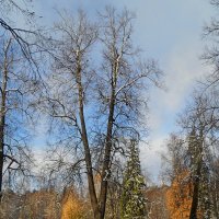 Первый снежок :: Юрий Цыплятников