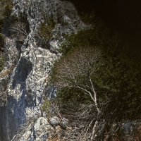 Дерево,выросшее на скале :: Наталья Осипова(Копраненкова)
