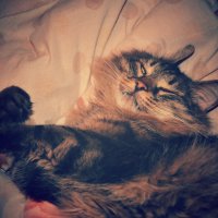 мой кот неповторим!) :: Анастасия Засимова