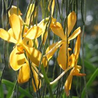 День орхидеи #1 :: Нина Ковзель