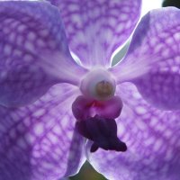День орхидеи #2 :: Нина Ковзель