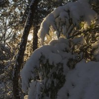 Утро, уссурийская тайга, зима :: Виктор Алеветдинов