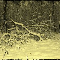 Зимой в лесу! :: Олег Семенцов