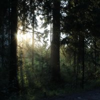 Утро в лесу :: Константин Долгий