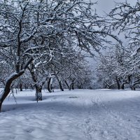 Вот и зима :: Сергей Шабуневич