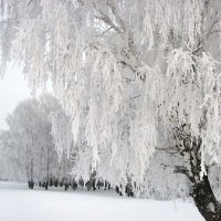 В зимнем наряде :: Геннадий Ячменев