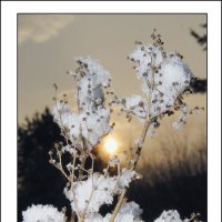 Цветок зимы. :: Виталий Дарханов