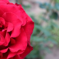 Мамина роза :: Madina Kerei