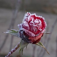 роза зимой :: Дима 