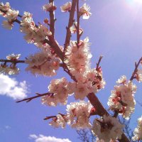 Цветение абрикоса в солнечных лучах :: Александр Рязанов