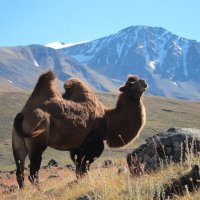 Монголия, верблюд :: Marina 
