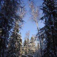 В лесу :: Aleksey Donskov