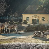 Австрийский зоопарк :: Анастасия Володина