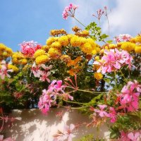 Цветы на стене :: Алла Шапошникова