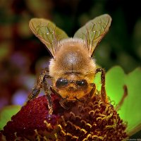 пчела :: Laryan1 