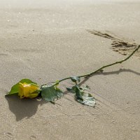 Желтая роза - символ разлуки. :: Сергей Вахов
