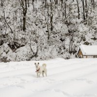 Собака снежака :: Владимир Кирпа 