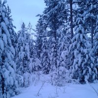 Зимний лес в Сургуте. :: Венера 