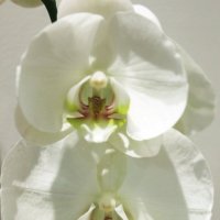 Орхидея :: Жанна Забугина