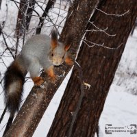 Фотаться, я конечно люблю, но где орехи!? :: Ольга Столярова