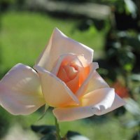 Роза-удивительный цветок :: Papuha 