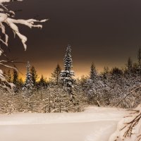 Вечерний зимний лес :: Яна К