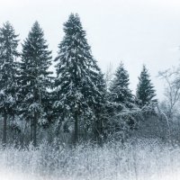 В Лен. области - зима.... :: Марина Маслова