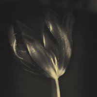 tulip :: Emma Marashlyan