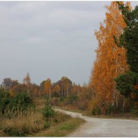Осень,дорога :: Василий Григорьевич 