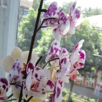 орхидея :: Екатерина Камандакова
