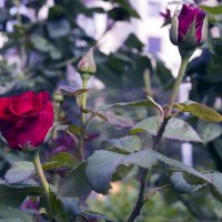розы :: елена славинскене