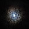 Лунная ночь :: Анастасия Сусманова
