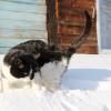 Кошка в снегу :: Евгения Пестерева