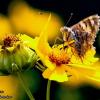 butterfly on flower :: Анна Ященко