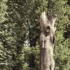 Сухое дерево в парке :: Сергей Филимончук