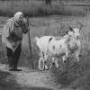 Бабушка и козы :: Илья Бесхлебный