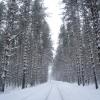 Зимний лес :: Рамиль Шаяхметов
